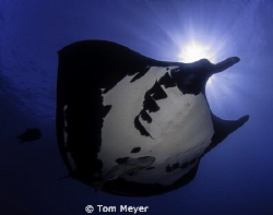 Manta ray by Tom Meyer 